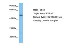 REPS2 Rabbit anti-Human, Polyclonal, Novus Biologicals 0.1 mL | Buy Online | Novus Biologicals | Fisher Scientific